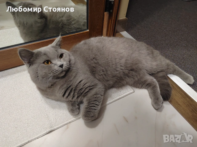 Британец за разплод , снимка 6 - Британска късокосместа - 53433473