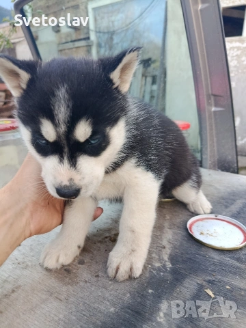 Сибирско хъски 