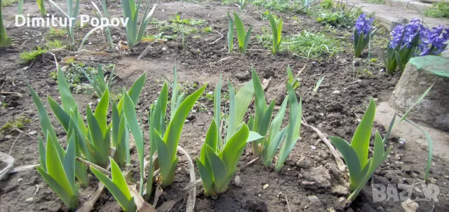 Перуника, Ирис , снимка 5 - Сортови семена и луковици - 40121789