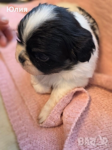 Японски хинчета, снимка 6 - Други - 52506287