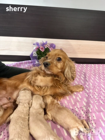 Кокер шпаньол, снимка 2 - Кокер шпаньол - 53831918