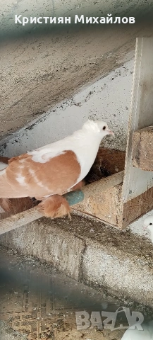 Нюмбергска чайка - мъжка , снимка 2 - Гълъби - 54230566