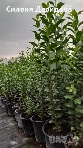 Лигуструм в работни саксии, снимка 2 - Градински цветя и растения - 51968768