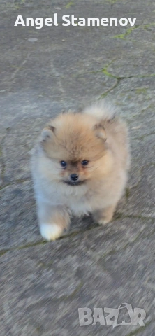 Померан,минимомченце с родословие!, снимка 6 - Померан - 53208731