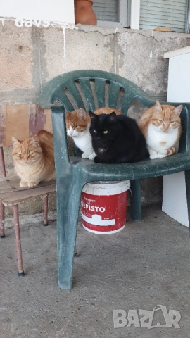 Черна котка на 6 месеца търси дом, снимка 10 - Други - 53116657