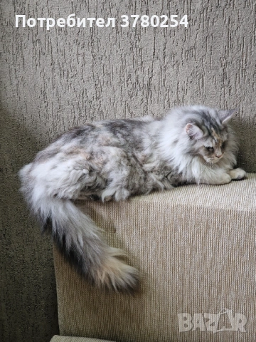 Мейн Кун, снимка 4 - Мейн кун - 53083782