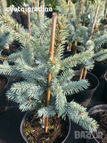 Picea pungens ‘Hoopsii’ Сребрист Смърч, снимка 2 - Градински цветя и растения - 53936530
