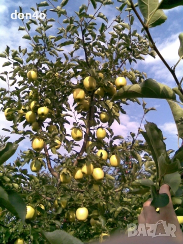 дърва за огрев , снимка 2 - Дърва за огрев - 52063524