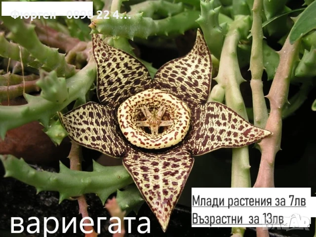 Стапелия - Налични 3 вида