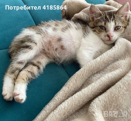 Малко котенце 3 мес, снимка 8 - Други - 46782952