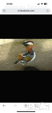 Патета мандаринки