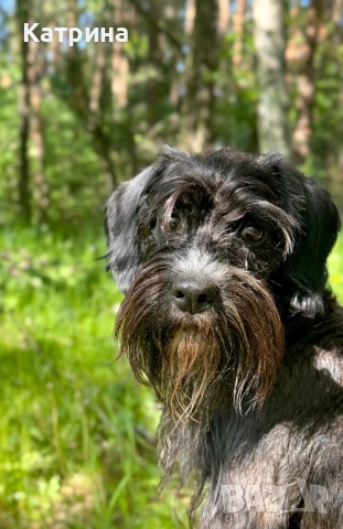 Женски Schnocker/Шнокер (микс с кокер шпаньол) си търси мъж, снимка 6 - Други - 48058192