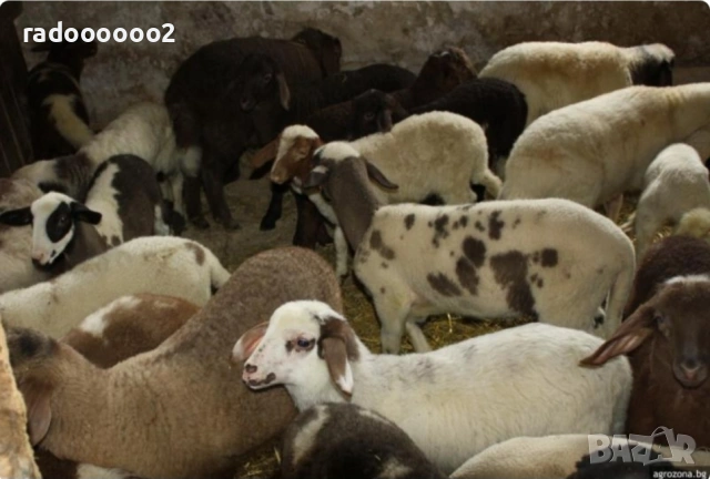 Свободни за Великден, снимка 2 - Други животни - 53958689