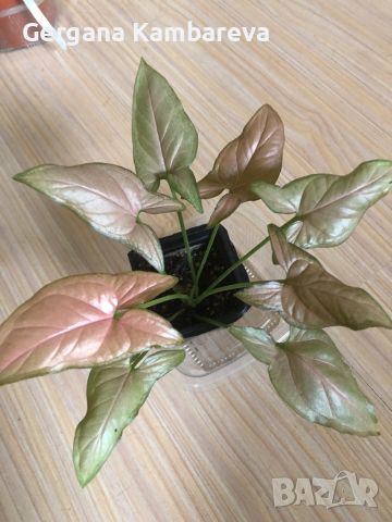 Syngonium Pink Schott , снимка 1 - Стайни растения - 45747336
