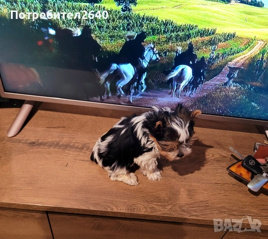 Бивер йоркширски териер (Biewer-Yorkie), снимка 6 - Йоркширски териер - 53409225