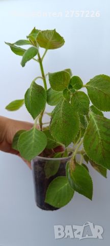 Колерия bibi, снимка 4 - Стайни растения - 46017950