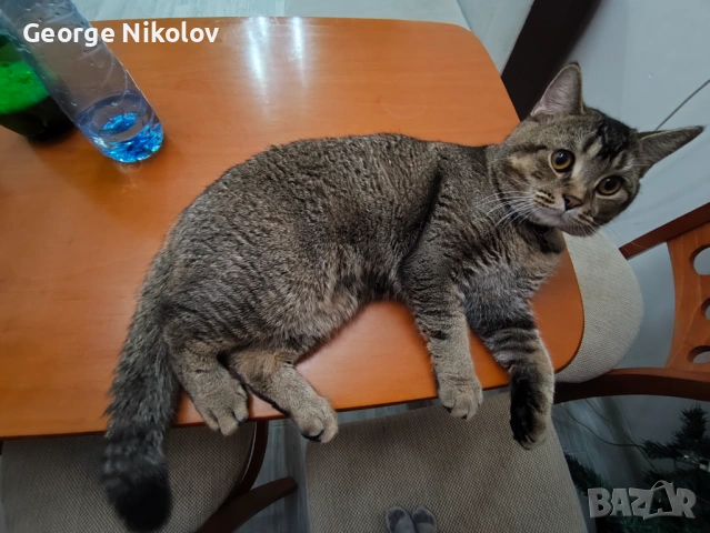  Британец златна чинчила  за разплод , снимка 3 - Британска късокосместа - 52175425