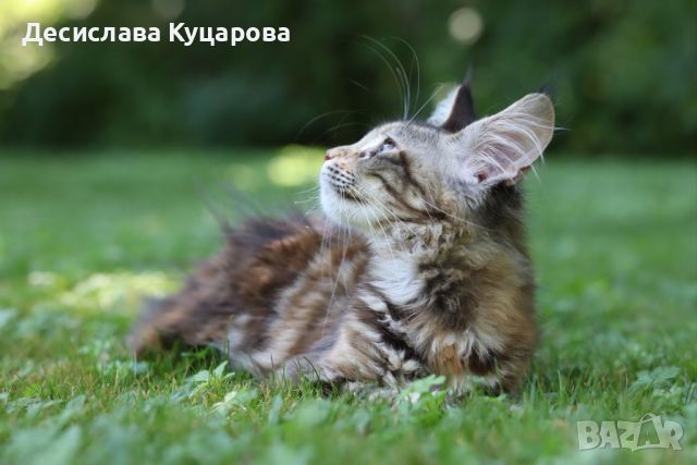 Мейн Куун (Maine Coon), снимка 7 - Мейн кун - 46645760