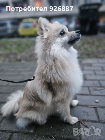 Мъжки померан мини шпиц, снимка 2 - Шпиц - 53343678