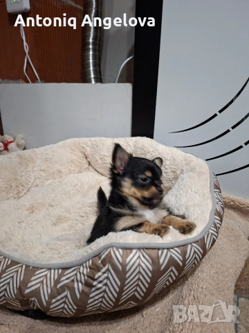 момченце чихуа , снимка 5 - Чихуахуа - 54017924