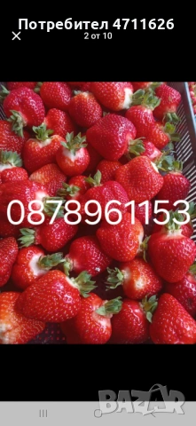 Разсад ягоди целогодишни , снимка 4 - Разсади - 53464019