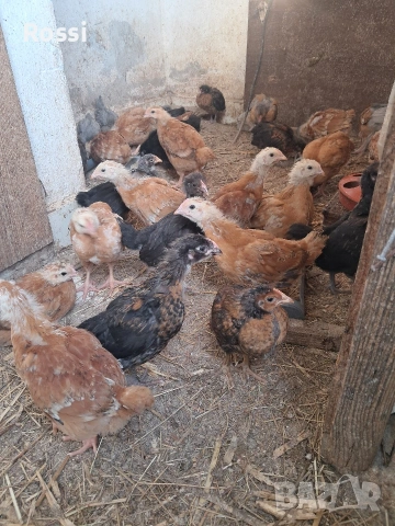 Пилета на 30дни, снимка 2 - Кокошки и пуйки - 53708980