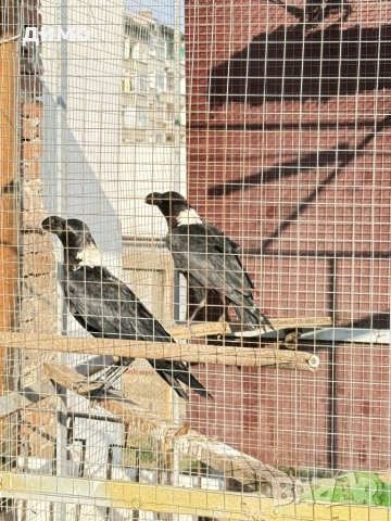 Африкански беловрати гарвани 