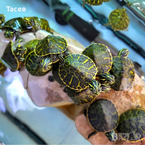 Водни костенурки