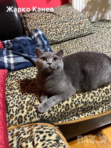 Британка за разплот