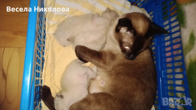 Продаваме сиамски котета , снимка 9 - Сиамска - 53921158