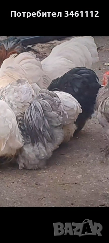 Петлета мини кохин може и чифт , снимка 4 - За птици - 52689301