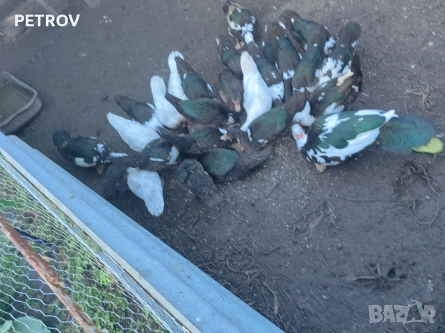 продавам неми патици  0877745051, снимка 1