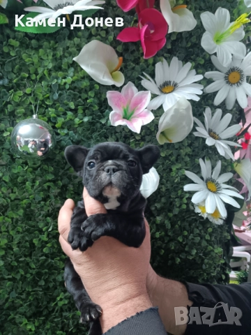 Френски булдог , снимка 4 - Френски булдог - 52957098