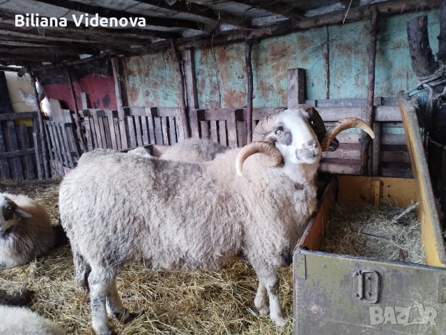 Продавам овен, снимка 3 - Овце - 53566600