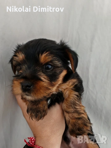 продавам йоркита, снимка 3 - Йоркширски териер - 53816766