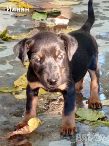 Малки ягдтериерчета на 3 месеца , обезпаразитени и с всички необходими ваксини ., снимка 2 - Ягдтериер - 51739287
