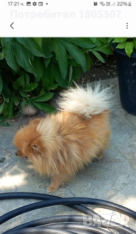 продавам, снимка 2 - Померан - 52615930