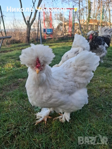 Струмски стандарт яйца , снимка 5 - Кокошки и пуйки - 54215414