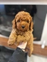 Той Пудел Момче  /Toy Poodle, снимка 9