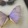 Препарирани пеперуди в рамка от Бразилия #5891, снимка 14
