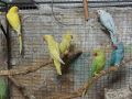 продавам папагали малак Александър 2023г , снимка 7