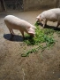 малки прасета, снимка 5