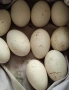 Яйца от СЕЛСКИ гъски-2 Евро броя, снимка 11