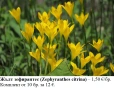Жълт зефирантес (Zephyranthes citrina) – луковички, снимка 1