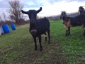 2 кози 3 ярета и пърч, снимка 2