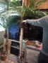 Изкуствена палма като истинска, снимка 4