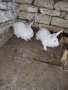 Продавам зайци Цика., снимка 1