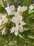 Бял Олеандър Зокум, снимка 1 - Градински цветя и растения - 45979915