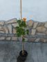 Бугенвилия - оранжева и жълта, снимка 1 - Градински цветя и растения - 42867328