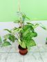 комплект цветя от Бегония, Хлорофитум, Сингониум и Бенджамин, снимка 1 - Стайни растения - 44598111